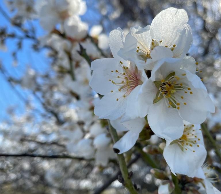 Primavera